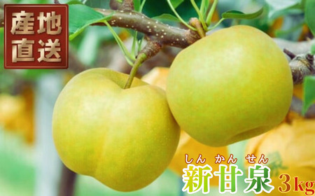 八頭町産 梨「新甘泉」3kg[梨 なし ナシ 果物 フルーツ ギフト 先行予約 甘い 果実 果汁 デザート もぎたて 旬]