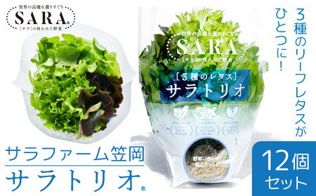 野菜 サラトリオ 12個セット 野菜 レタス