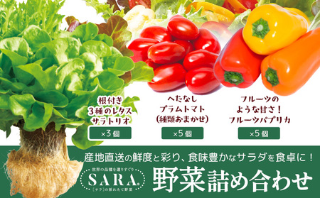 野菜 サラ詰め合わせセット 野菜セット