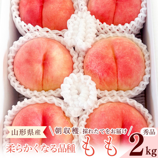 先行予約 令和8年産 山形の桃 やわらかくなる白桃 秀品 2kg 品種おまかせ 2026年産 山形県産【2026年8月上旬頃～9月下旬頃発送予定】※配送不可 沖縄・離島　010-B-RF005