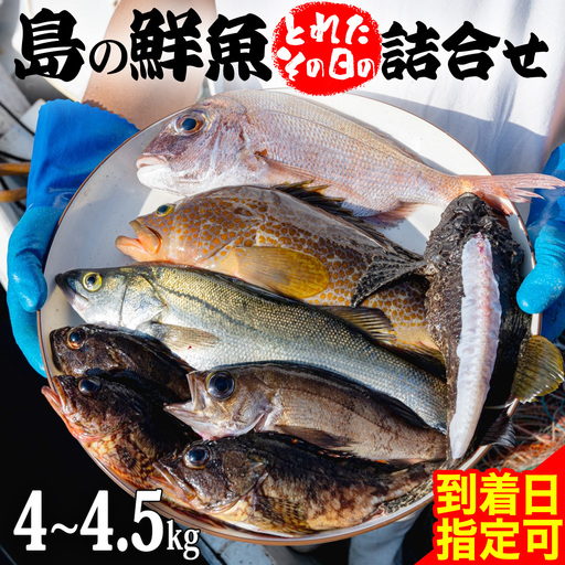 鮮魚 セット 【 配達地域限定 】 神経締め 血抜き済 4～4.5kg 冷蔵 産地直送 瀬戸内海