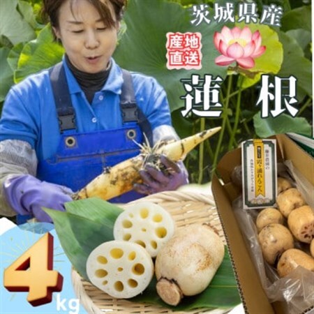 【茨城県産】掘りたて肉厚れんこん 計4kg【配送不可地域：離島・沖縄県】【1696247】