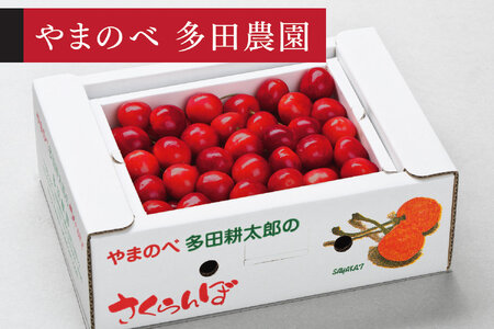 《先行予約》2027年産 山形県産 山形美人 L-2Lサイズ バラ詰め（パック）500g やまのべ多田耕太郎のさくらんぼ サクランボ tn-bjxxb500