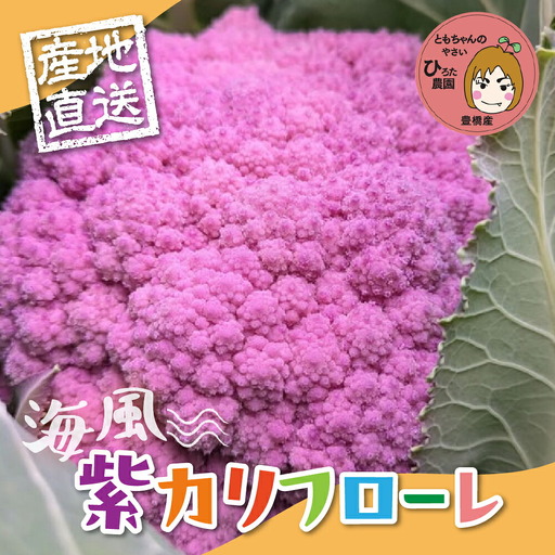 [先行予約]紫カリフローレ 2個