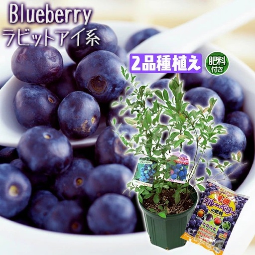 ブルーベリー 『 ラビットアイ系 2品種 植え 』 8号スリット鉢 【 ブルーベリーの肥料セット】【 ガーデニング 家庭菜園 園芸 初夏 夏 花壇 庭 鉢 玄関 プランター 寄せ植え おうち時間 趣味 ベランダ 土っ子倶楽部 プレゼント ギフト 】【価格改定】