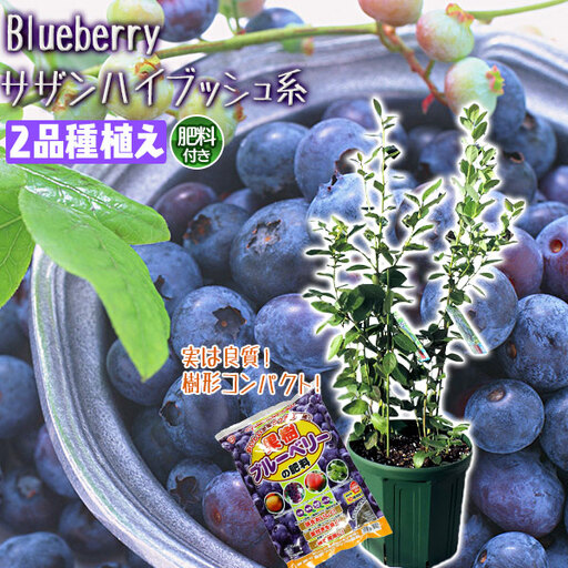 ブルーベリー 『 サザンハイブッシュ系 2品種 植え 』 8号スリット鉢 【 ブルーベリーの肥料 セット！】【ガーデニング 家庭菜園 園芸 初夏 夏 花壇 庭 鉢 玄関 プランター 寄せ植え おうち時間 趣味 ベランダ 土っ子倶楽部 プレゼント ギフト 】【価格改定】
