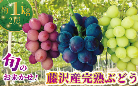 [2026年先行予約] ぶどう 約1kg 2房 ぶどう