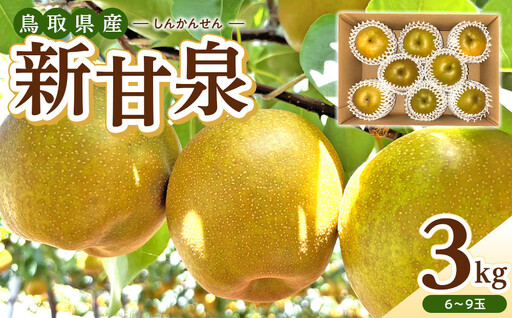 【先行予約】数量限定 新甘泉 3kg 梨