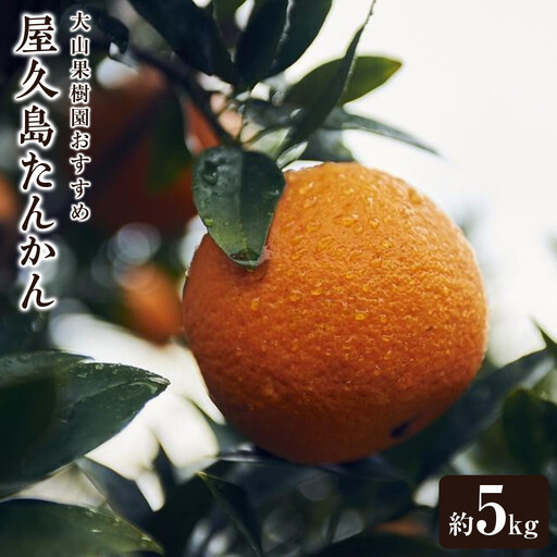 大山果樹園おすすめ 屋久島たんかん 約5kg【家庭用・訳あり】