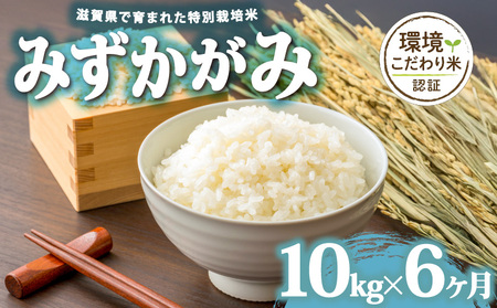 [ 令和7年産 10kg 定期便 6ヶ月 ] みずかがみ 米 白米 2025年産 ミズカガミ 国産 滋賀県 日野町 農家直送 お米 精米 おこめ こめ 産地直送 ふるさと納税