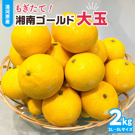 【希少フルーツ】もぎたて・湘南ゴールド(大玉)2kg　2027年1月中旬～下旬頃発送予定 | 湯河原町 大玉 2kg 種なし 果物 柑橘系 ハウス栽培 地域特産品