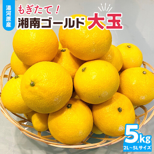 【希少フルーツ】もぎたて・湘南ゴールド(大玉)5kg　2027年1月中旬～下旬頃発送予定 | 湯河原町 大玉 5kg 種なし 柑橘系 ハウス栽培 地域特産品