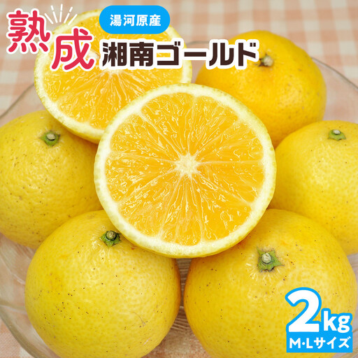[希少フルーツ]熟成・湘南ゴールド(L・Mサイズ)2kg 2027年3月上旬〜3月中旬頃発送予定 | 湯河原町 中玉 Lサイズ Mサイズ 2kg 熟成 濃厚 地域特産品 柑橘類