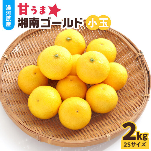 [希少フルーツ]甘ウマ☆小玉・湘南ゴールド(2Sサイズ) 2kg 2027年2月下旬〜3月中旬頃発送予定 | 湯河原町 小玉 2Sサイズ 2kg 種なし 柑橘類 地域特産品