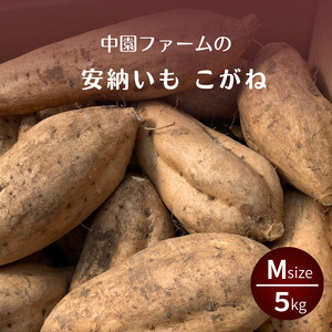種子島 安納いも こがね ( 生芋 ) M サイズ 5kg　NFN646【300pt】 // 安納芋 安納いも発祥の地 本場・安納地域産 糖度 熟成期間 G.I 保護制度 ブランド 金賞 生いも 芋 いも さつまいも 希少 黄金