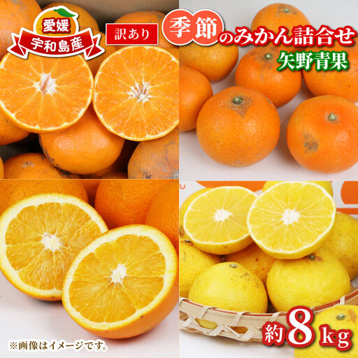 旬の 柑橘 詰合せ セット 8kg 矢野青果 柑橘詰合せ B010-171033