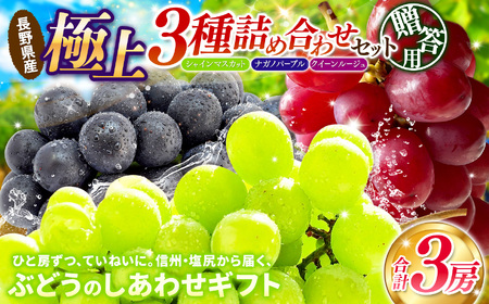 【先行予約】贈答用 信州産 葡萄【詰め合わせ】3房 【シャインマスカット、ナガノパープル、クイーンルージュ®】9月頃～10月頃にかけて順次発送予定