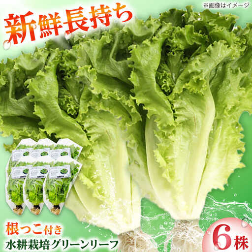 水耕栽培野菜 グリーンリーフ 6株[BGBT002]