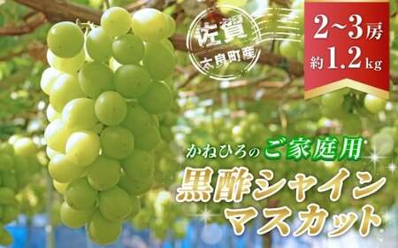 かねひろの「黒酢シャインマスカット(ご家庭用)」 2〜3房(約1.2kg) [2026年9月上旬〜9月下旬発送予定] フルーツ 果物 くだもの ぶどう ブドウ 葡萄 シャイン シャインマスカット 新鮮 マスカット 黒酢 こだわり 国産 アミノ酸栽培 ハウス栽培 大粒 中粒 小粒 ご家庭用 佐賀県 太良町 NB26x1