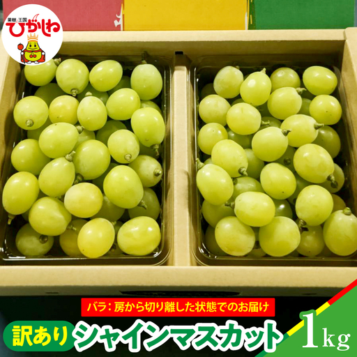 [2026年産] シャインマスカット 訳あり バラ 約1kg ぶどう