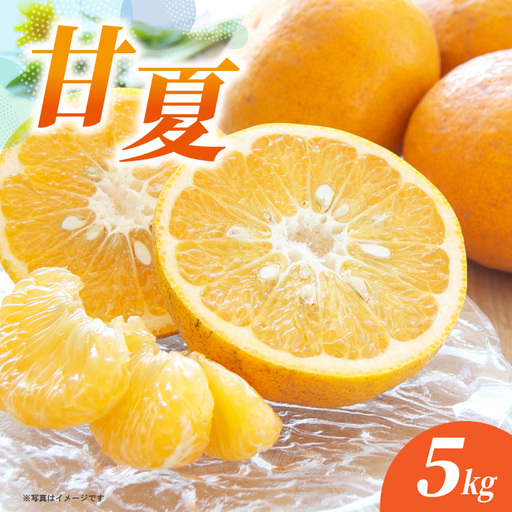 甘夏 5kg _c-140