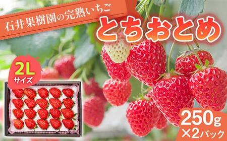 石井果樹園の完熟いちご とちおとめ 2Lサイズ 500g(250g×2パック) イチゴ 苺 福島県 鏡石町 F6Q-392