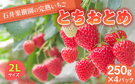 石井果樹園の完熟いちご とちおとめ 2Lサイズ 1kg（250g×4パック） イチゴ 苺 福島県 鏡石町 F6Q-393