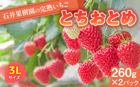 石井果樹園の完熟いちご とちおとめ 3Lサイズ 約500g（260g×2パック） イチゴ 苺 福島県 鏡石町 F6Q-394