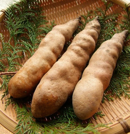 幻のやまいも 真庭市産 勝山やまのいも 銀沫 1kg(ぎんしぶき) [2026年11月より順次発送] 岡山県[ktim001-01]