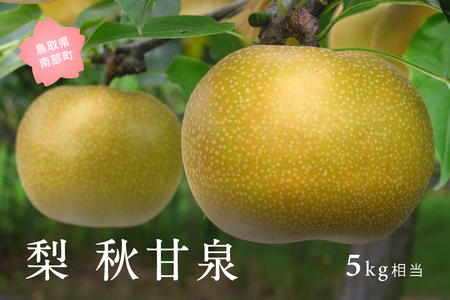 秋甘泉[梨](5kg箱)2026年9月7日・10日・13日出荷予定[数量限定]