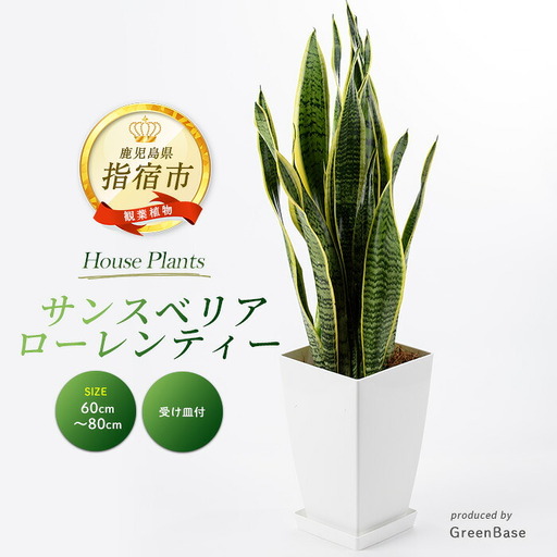 2026年3月上旬～発送【観葉植物】サンスベリア・ローレンティー 7号 Green Base IB003-012 観葉植物 ※北海道・沖縄・離島配送不可