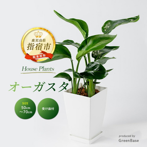 2026年1月中旬〜発送[観葉植物]オーガスタ50cm〜70cm Green Base IB003-019 観葉植物 観葉植物 ※北海道・沖縄・離島配送不可