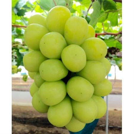新鮮・朝採り後即出荷!岡山県　吉備高原産シャインマスカット　2kg (3～4房入り)贈答品【1700915】