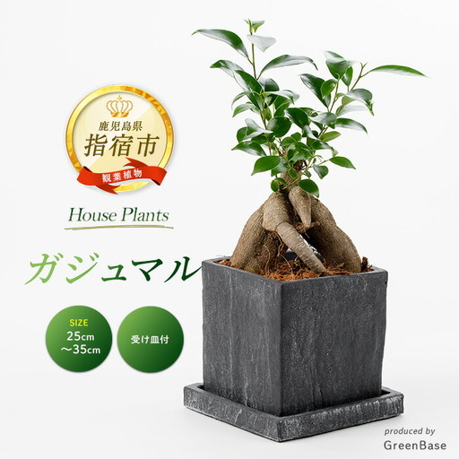 2026年5月中旬〜発送[観葉植物]ガジュマル 25cm〜35cm Green Base IB003-009 観葉植物 ※北海道・沖縄・離島配送不可