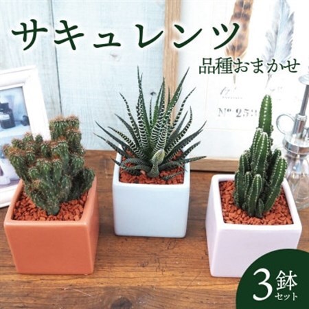 おすすめおまかせ サキュレンツ3個セット【配送不可地域：離島・沖縄県】【1697809】