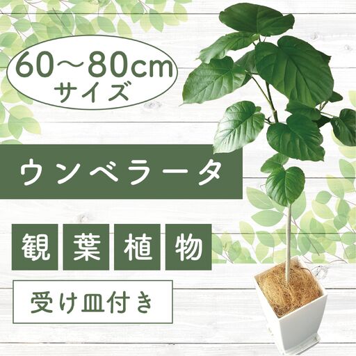 観葉植物 ウンベラータ60cm〜80cm Green Base IB003-040 観葉植物 観葉植物