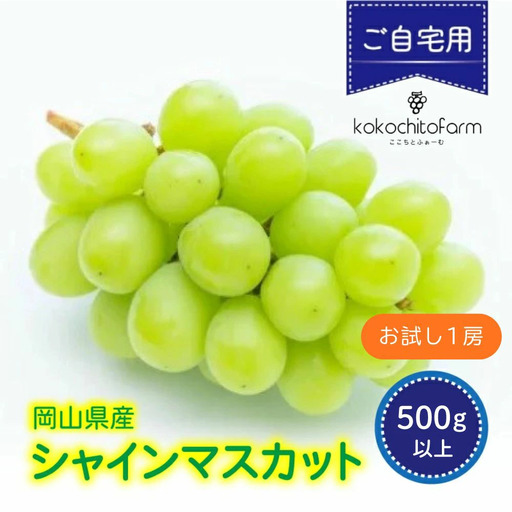 【2026年先行予約】 ここちとふぁーむ 【ご自宅用】 岡山県産 シャインマスカット お試し1房 500g以上 マスカット 【koko014-01】