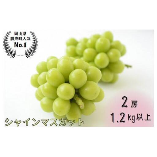 [2027年発送_先行予約] 岡山県産 シャインマスカット 1.2kg以上(2房) [9月中旬から10月中旬発送] _A11