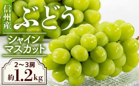 [2026年発送先行予約]ぶどう シャインマスカット 約1.2kg(2〜3房) ※2026年9月下旬〜10月中旬発送予定※ 農家直送