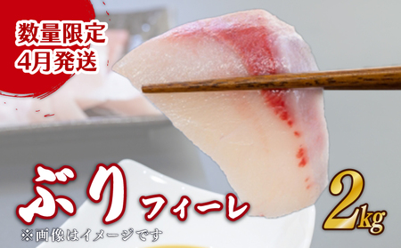 刺し身 鰤 フィーレ 2kg 刺し身【先行受付 4月発送】
