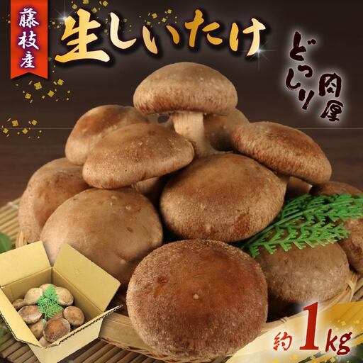 しいたけ 約1kg  椎茸 生しいたけ