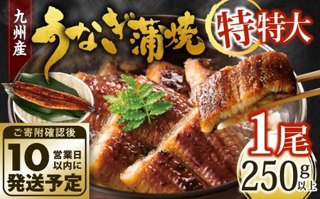 [10営業日発送] 九州産 うなぎ蒲焼 特特大 1尾 (250〜266g) うなぎ蒲焼き うなぎ 鰻 ウナギ 蒲焼 蒲焼き 特大サイズ 冷凍 福岡県 北九州市