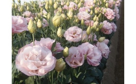 新鮮お花!福津産トルコギキョウ(通年発送)★あんずの里[F0045]
