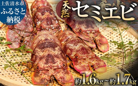 11月以降発送 幻の天然セミエビ 約1.6kg~1.7kg（サイズおまかせ）※着日指定不可※漁師のごちそうをお届け！甲殻類 海老 海鮮BBQ えび エビ せみえび 冷蔵 配送 新鮮 美味しい 希少 高級食材 故郷納税【R01677】