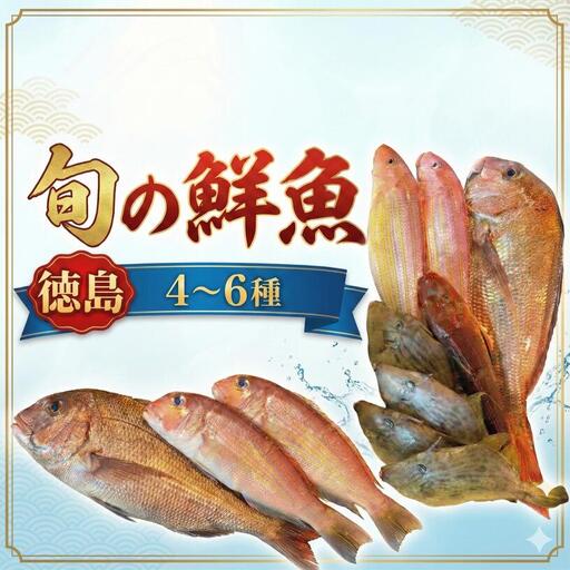 鮮魚 お試し 4～6種 徳島県産 鮮魚