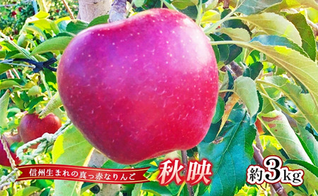 [2026年産] りんご 秋映 約3kg 林檎 リンゴ 果物 くだもの フルーツ デザート 旬の果物 旬のフルーツ 長野県 長野 信州