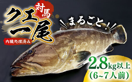 【1週間以内発送】対馬産クエ 丸ごと1匹！2.8kg以上！《対馬市》【エムズスタイル】直送 新鮮 マルモン 刺身 しゃぶしゃぶ 鍋 くえ アラ 高級魚 お祝い[WCN006] スピード発送 最速発送 最短発送