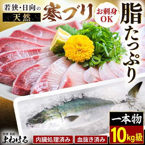 【先行予約】若狭・日向の天然寒ブリ 脂たっぷり（10kg以上）一本物 内臓処理 血抜き済み 寒ぶり【2026年12月下旬以降順次発送予定】[m17-n001]