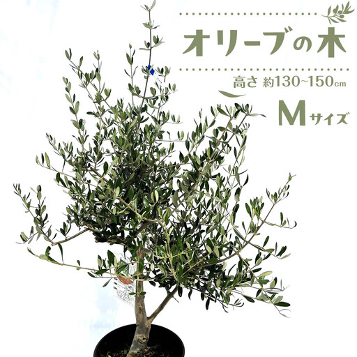 オリーブの木 Mサイズ 高さ約130〜150cm