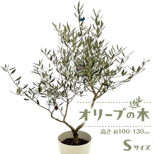 オリーブの木 Sサイズ 高さ約100〜130cm